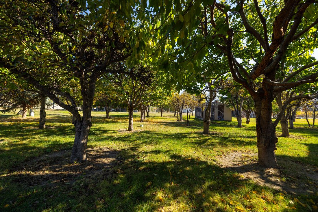 Inside the orchard, rows of mature fruit trees in dappled light